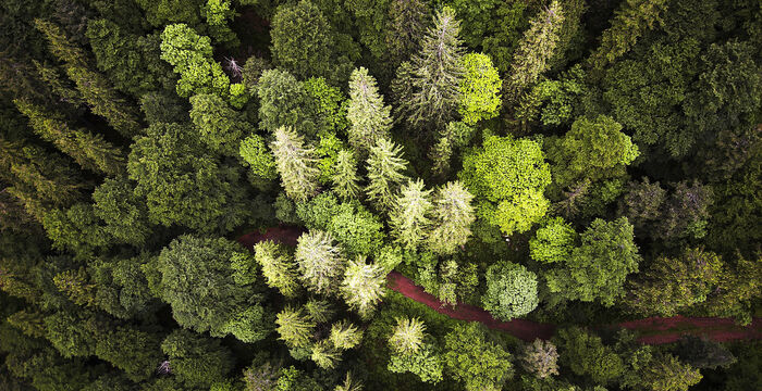 Vogelperspektive auf einen dichten Wald mit unterschiedlichen Baumkronen; ein schmaler, rotbrauner Weg schlängelt sich durch das Grün.